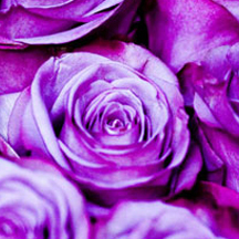 企业正版授权的小黑ddos压力测试平台